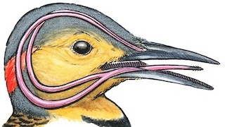 www.birdwatchingdaily.com